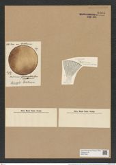 Actinocyclus appendiculatus (Grun.) Rattr. (de-Toni-Nr.: Genus 195, Species 4768) Zeichnungen Sammlung Grunow Nr. 8405 (NHMW-BOT-W0377844)